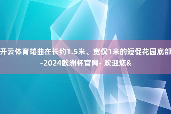 开云体育蜷曲在长约1.5米、宽仅1米的短促花园底部-2024欧洲杯官网- 欢迎您&